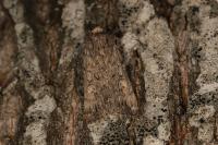 Dichagyris