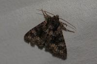 Apamea illyria