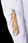 Pempeliella ornatella