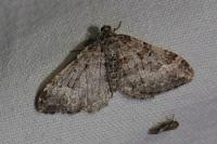 Pterapherapteryx sexalata