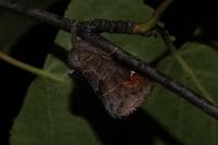 Clostera pigra