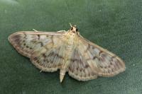 Patania ruralis