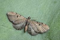 Eupithecia assimilata