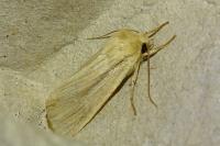 Mythimna impura