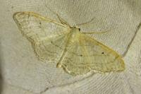 Idaea aversata
