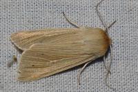 Mythimna pallens