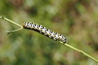 Cucullia scrophulariae