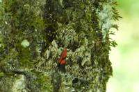 Catocala promissa