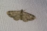 Pasiphila rectangulata