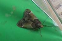 Pyralis farinalis