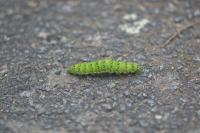 Saturnia pavonia
