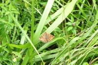 Euclidia glyphica