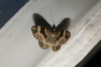 Epirrhoe alternata