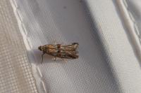 Asalebria florella