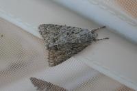 Acronicta aceris