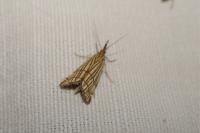 Chrysocramboides craterellus