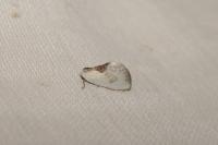 Cilix glaucata