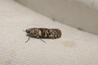Dioryctria abietella
