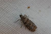 Dioryctria abietella