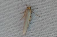Eilema caniola