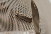 Epimecia ustula