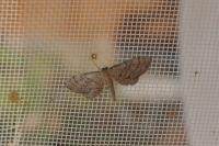 Idaea infirmaria