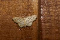 Idaea moniliata