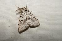 Lymantria monacha