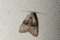 Meganola togatulalis