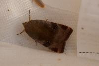 Noctua janthe/janthina