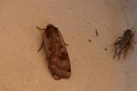 Noctua pronuba