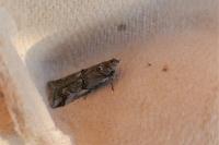 Pempelia palumbella