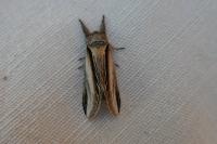 Pheosia tremula