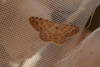 Scopula submutata roseonitens