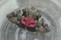 Catocala promissa