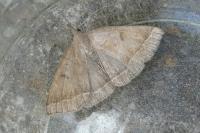 Polypogon plumigeralis