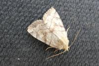 Cosmia trapezina