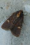 Mesapamea secalella/secalis