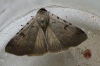 Lygephila craccae