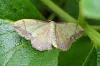 Idaea ostrinaria