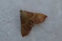 Endotricha flammealis