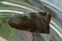 Noctua janthe/janthina