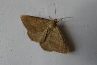 Isturgia murinaria