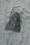 Acronicta