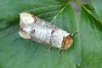Phalera bucephala