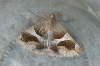 Dysgonia algira