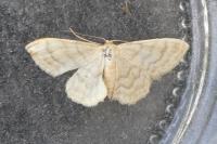 Idaea dilutaria
