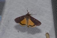 Noctua pronuba
