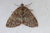 Hydriomena furcata