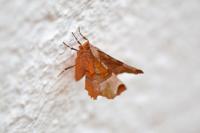 Selenia lunularia